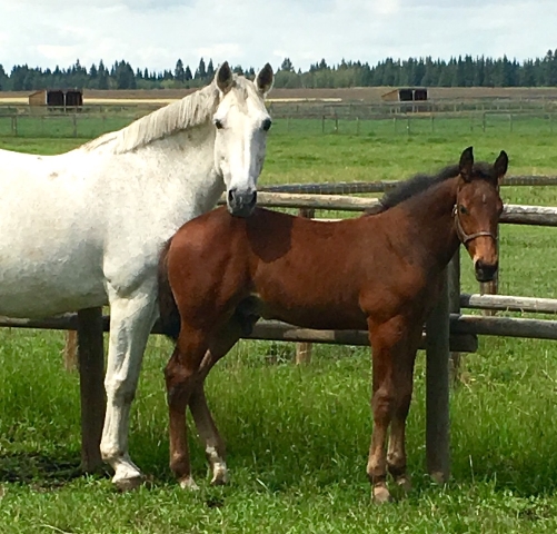 Cathal and Talula crop